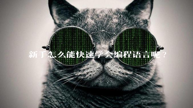 新手怎么能快速学会编程语言呢?
